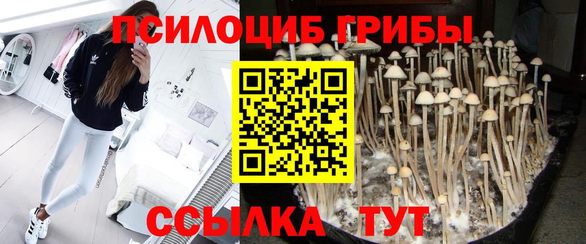 Галлюциногенные грибы Psilocybine cubensis Советский